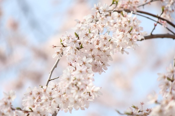 5229-14.3.31祇園しだれ桜　ねじれアップ.jpg